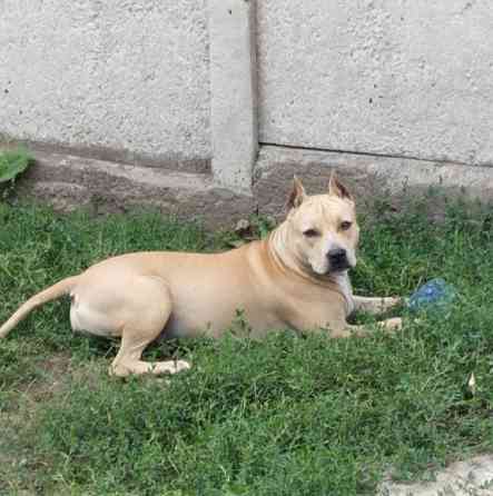 Продажа щенков Макеевка