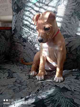 Продажа щенков Макеевка