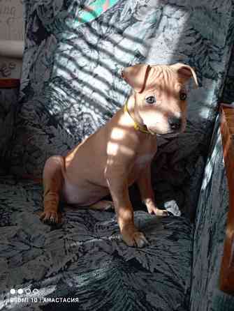 Продажа щенков Макеевка