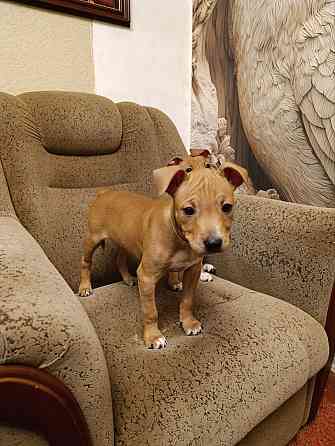 Продажа щенков Макеевка