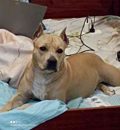 Продажа щенков Макеевка