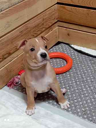 Продажа щенков Макеевка