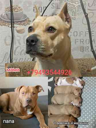 Продажа щенков Макеевка