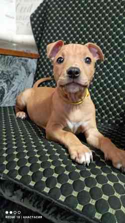 Продажа щенков Макеевка