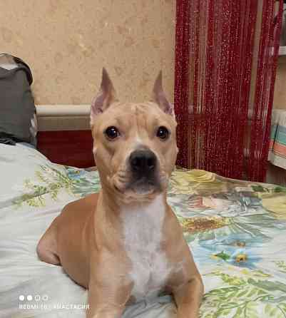 Продажа щенков Макеевка