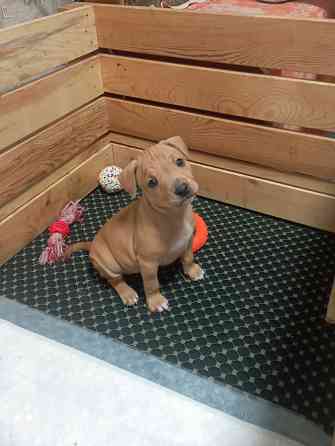 Продажа щенков Макеевка