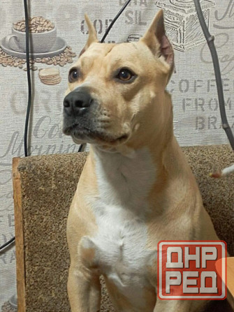 Продажа щенков Макеевка - изображение 7