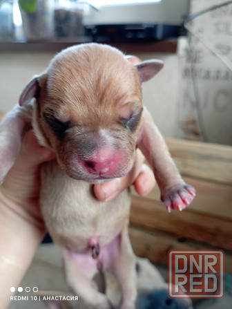 Продажа щенков Макеевка - изображение 1