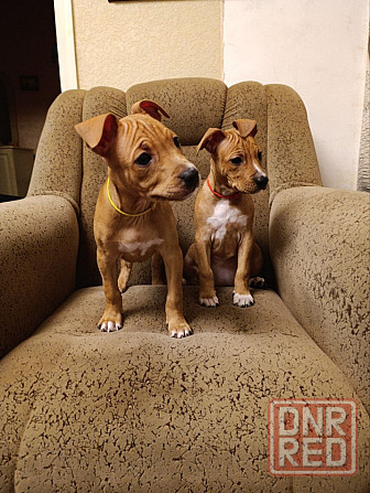 Продажа щенков Макеевка - изображение 3