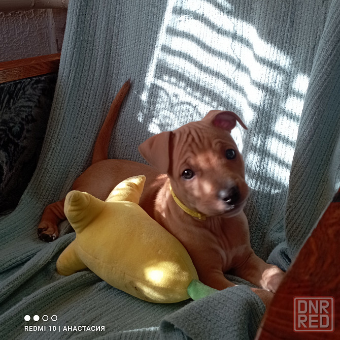 Продажа щенков Макеевка - изображение 4