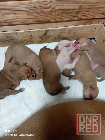 Продажа щенков Макеевка - изображение 2