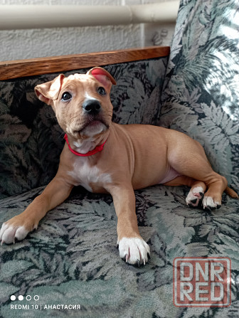 Продажа щенков Макеевка - изображение 2