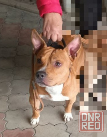 Продажа щенков Макеевка - изображение 6