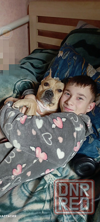 Продажа щенков Макеевка - изображение 4