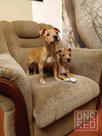 Продажа щенков Макеевка - изображение 1