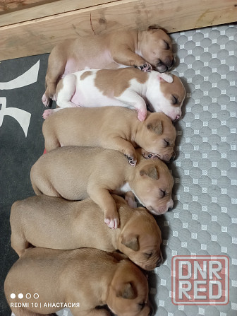 Продажа щенков Макеевка - изображение 4