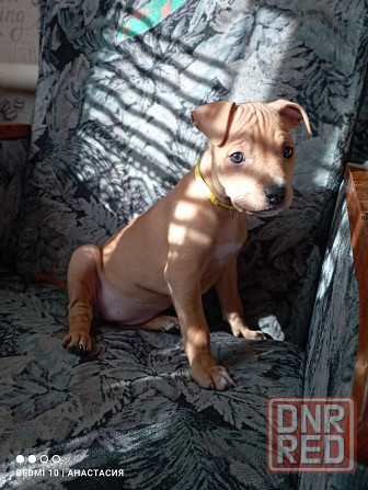 Продажа щенков Макеевка - изображение 3