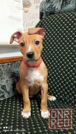 Продажа щенков Макеевка - изображение 5