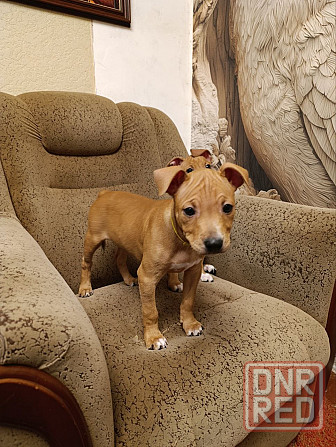 Продажа щенков Макеевка - изображение 2