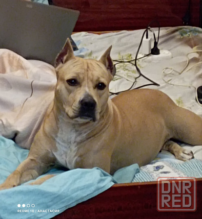 Продажа щенков Макеевка - изображение 3