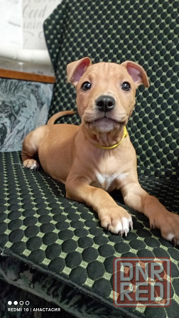 Продажа щенков Макеевка - изображение 6