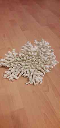 Продам куст кораллов Донецк