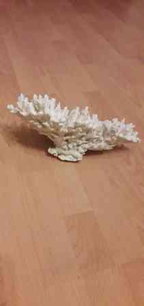 Продам куст кораллов Донецк