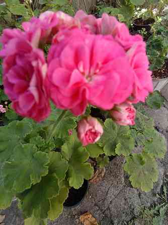 Пеларгония Розалинда Донецк