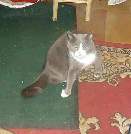 Вместо "The New" нову агітацію Донецк