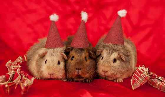 продам морскую свинку Донецк