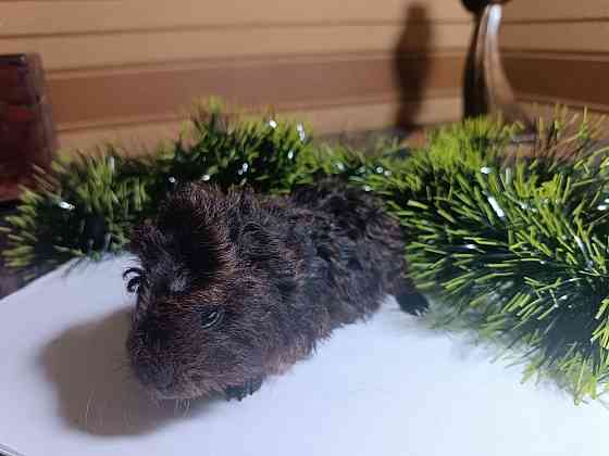 продам морскую свинку Донецк