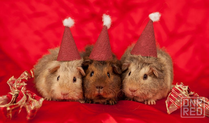 продам морскую свинку Донецк - изображение 1