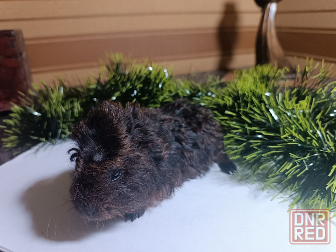 продам морскую свинку Донецк - изображение 2