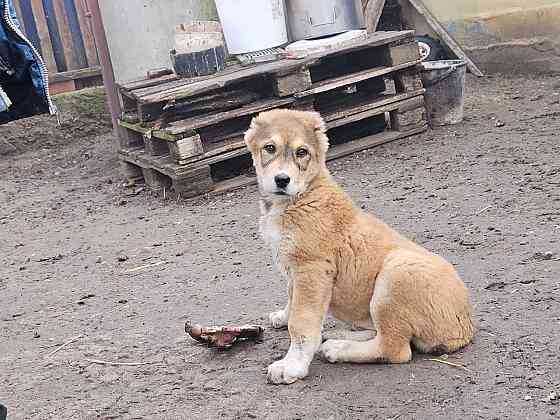 Продам щенка Донецк