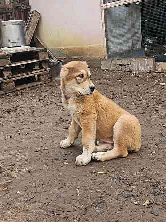 Продам щенка Донецк