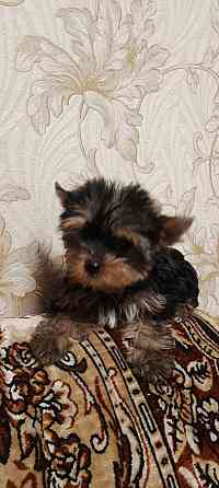 Продается щенок йорка Донецк