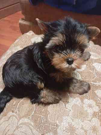 Продается щенок йорка Донецк