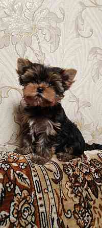 Продается щенок йорка Донецк