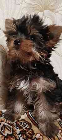 Продается щенок йорка Донецк