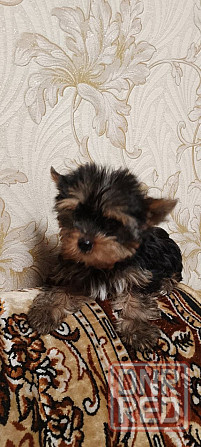 Продается щенок йорка Донецк - изображение 3