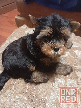 Продается щенок йорка Донецк - изображение 6