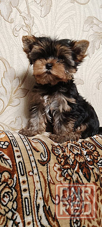 Продается щенок йорка Донецк - изображение 5