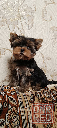 Продается щенок йорка Донецк - изображение 4