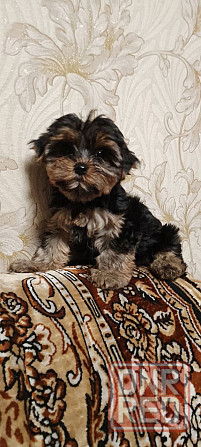 Продается щенок йорка Донецк - изображение 2