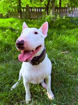 Бультерьер в добрые руки Донецк