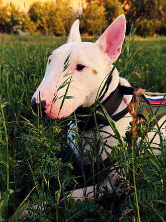 Бультерьер в добрые руки Донецк