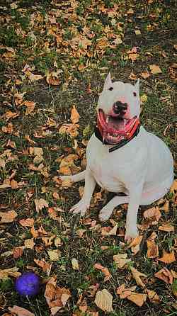 Бультерьер в добрые руки Донецк