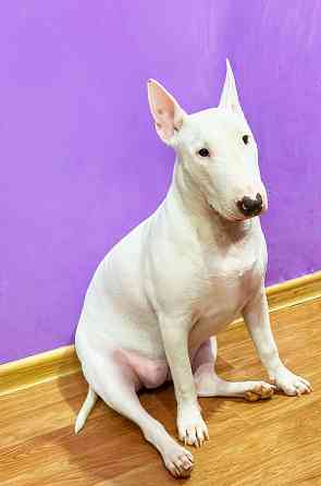 Бультерьер в добрые руки Донецк