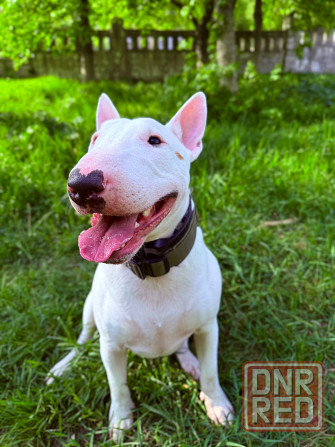 Бультерьер в добрые руки Донецк - изображение 4