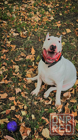 Бультерьер в добрые руки Донецк - изображение 1